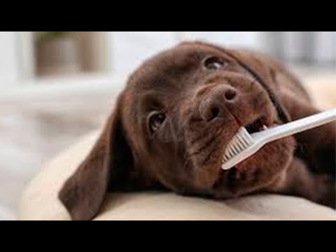 ¿Cómo limpiar los dientes de mi perro?