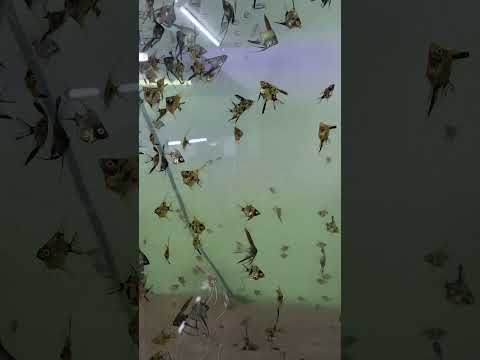 they're becoming little puppies #aquarium #freshwa 