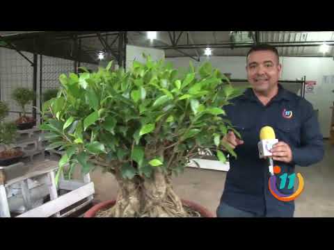 ¡Él nos muestra la magia de los bonsáis!