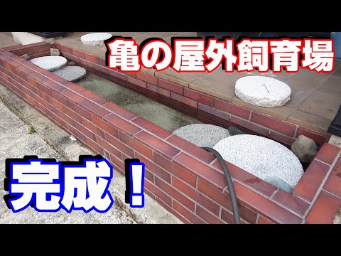 亀の大型屋外プール完成！ 亀を入れてみた！【イシガメのエサ太郎】