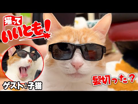 猫の動画サムネイル - 【猫っていいとも!】猫界のタモリさんが誕生しました。