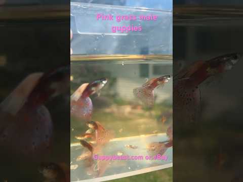Are those really pink guppies?  #guppy #fish 