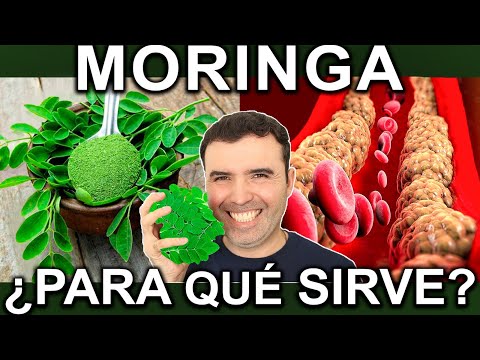 Moringa Cura Todo - Para Qué Sirve? - Beneficios Para Tu Salud Y Belleza