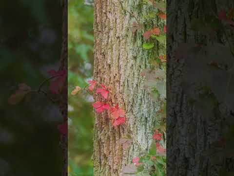 Thân tầm gửi bám chặt vào thân cây để sinh tồn #thân #tầmgửi #chat #sinhton #nature #tamsucungcon