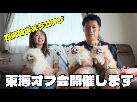 四姉妹ポメラニアンに会いたい方は是非ご覧下さい