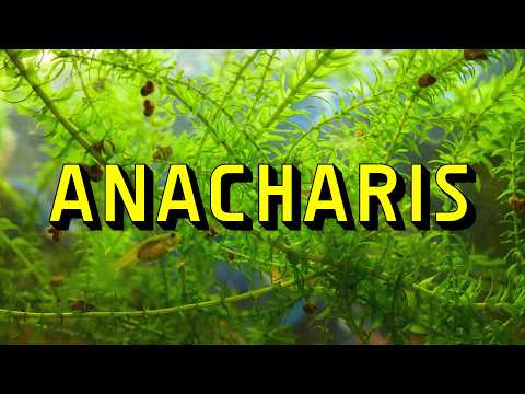 Anacharis Live Aquarium Plant Complete Guide www.bishopaquatics.com

Looking for a hardy, beginner-friendly aquarium plant that grows fast, fight