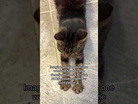 <strong>Gofundme</strong> link in bio please #cat #fy #viralvideo #fypシ #viral