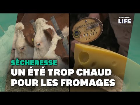 Emmental, tomme ou reblochon… Avec la sécheresse, « on fait moins de fromages » en Savoie