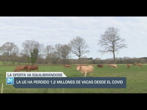 El Campo | La Unión Europa ha perdido 1,2 millones de vacas desde el Covid | 24/05/24