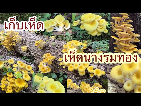 เก็บเห็ดนางรมทองปลายฤดู