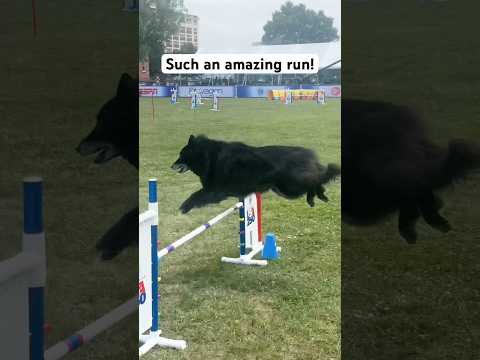 Great Run from this Pup! | AKC USA 250