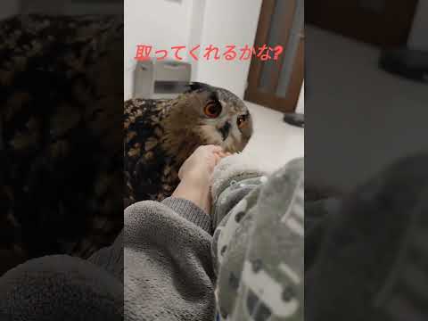 【フクロウ】ジュニちゃんと弟のやり取り