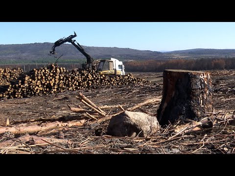 Comienza la recuperación de la Culebra con la retirada de emergencia de la madera quemada