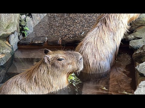 【LIVE】カピバラの水風呂 Capybara bath