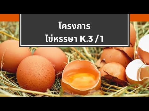 โครงการไข่หรรษาK.31