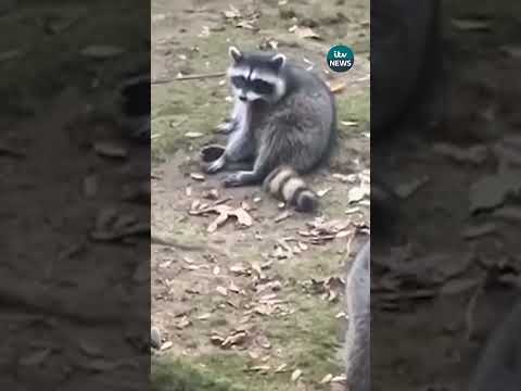 A woman has been forced to flee her home after nearly 100 raccoons gathered in her garden #itvnews