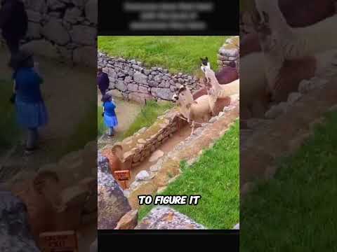 The Smartest Llama Isn't Always the Fastest🦙🤣