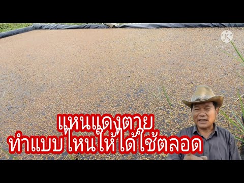 แหนแดงตายทำแบบไหนให้ได้ใช้ตลอด แหนแดงตายทำแบบไหนให้ได้ใช้ตลอด