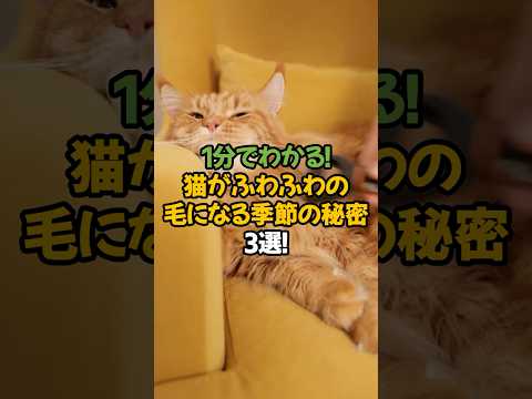 【秋冬必見】猫がふわふわの毛になる季節の秘密3選!🐾1分で解説!