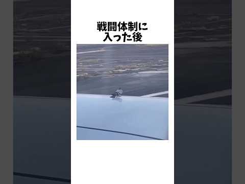 猫の動画サムネイル - 飛行機に抵抗したハト衝撃の結末へ…