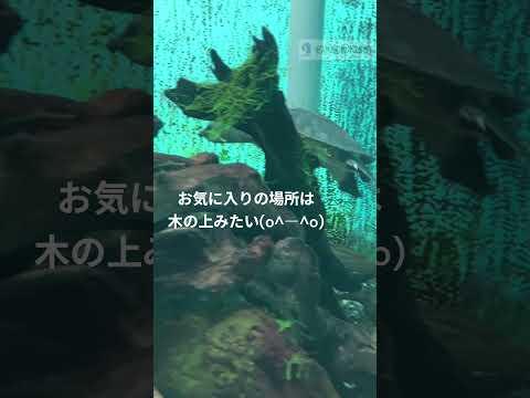 ブタバナガメの愛らしいポージング映像をご紹介 サムネイル