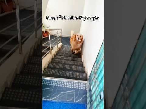 🐕వాడికి biscuit ఇవ్వాలి అంతే 🤣😂/#cuteanimal #funnydog #pets