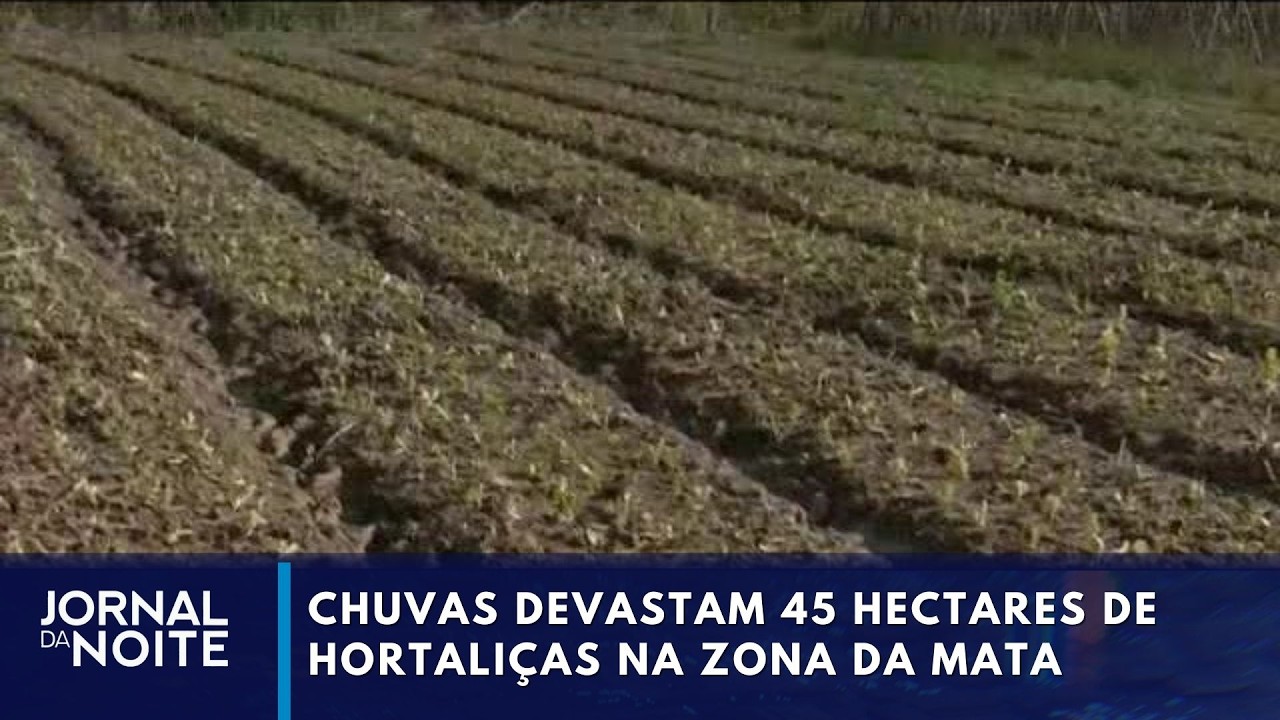 Chuvas devastam 45 hectares de hortaliças na Zona da Mata mineira