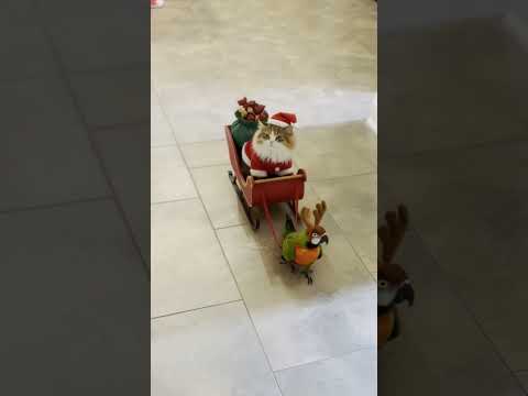 This Is the Cutest Christmas Chaos Ever - Cat Santa And Parrot Reindeer #shorts