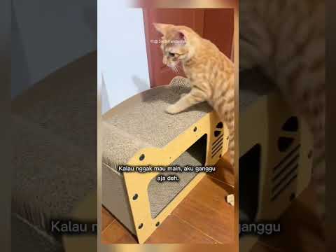 kucing kecil ganggu kucing senior #shorts #short