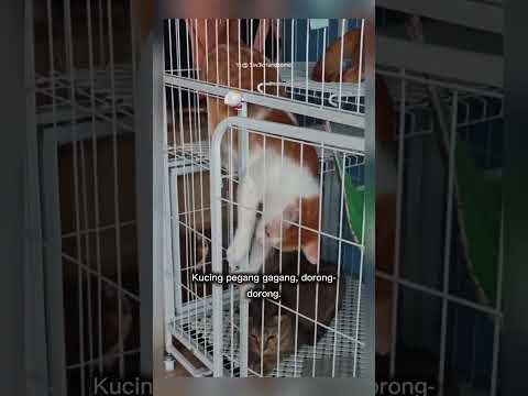 kucing ini buka kunci pintu #shorts #short