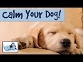 Music to calm hot sale your dog down