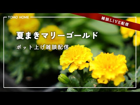 【7/18 21:40〜】夏まきマリーゴールドのポット上げ【雑談生配信】