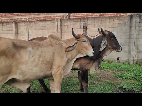 Santa Elena Usulutan El Salvador. El Tiangue