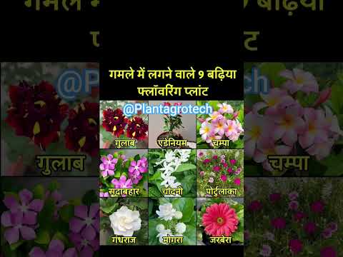 #plantproducts #gardenflowers #garden #gardenplants #gardentrees #gardeningplants #flowers