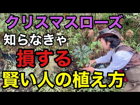 【ワンランク上がる】クリスマスローズは〇〇と一緒に植えて下さい　　【カーメン君】【園芸】【ガーデニング】【初心者】