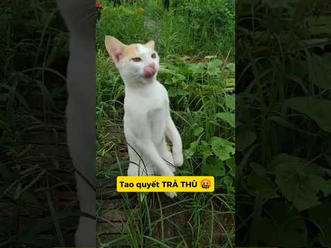 MƯU HÈN KẾ BẨN: ĐẮC THẮNG XEM KỊCH 🤡#meo #vutrudramameo #haihuoc #xuhuong #funny