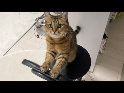 猫の動画サムネイル - なんとしてもご飯を倍もらいたい猫の行動が面白い