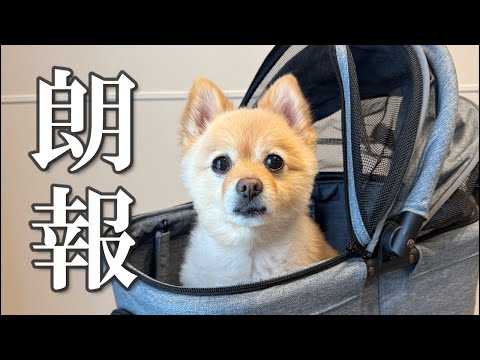 【朗報】今後は愛犬と沢山お出かけに行けそうです！