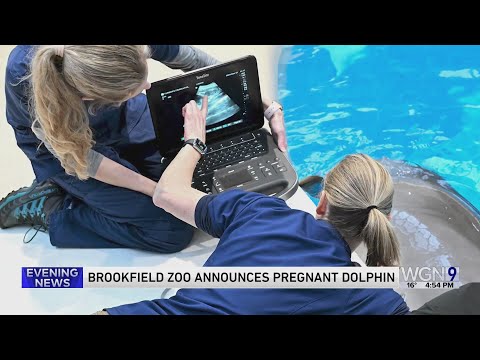 Brookfield Zoo Chicago announces dolphin pregnancy