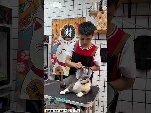 anabul ini sensitif dan sangat agresif #shorts #youtubeshorts #kucingmarah #kucing