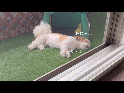 【シーズー】ベランダ生活が気に入りすぎて帰ってこなくなりそうですw w w【犬Vlog】