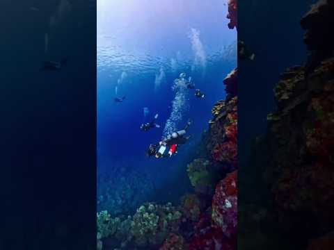 Underwater Photography Course