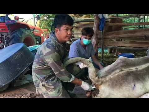 การรักษาโรคลัมปีสกินในวัว-ที่ล การรักษาโรคลัมปีสกินในวัว-ที่ล