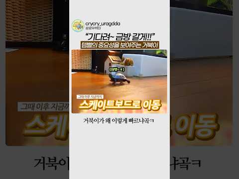 템빨의 중요성을 보여주는 <strong>거북이</strong> #<strong>거북이</strong> #유머 #일본예능 #웃긴영상