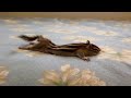 Chipmunk's morning stretch/シマリスの朝のストレッチ