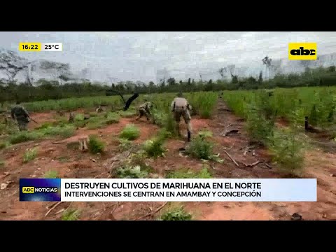 Destruyen cultivos de marihuana en el norte