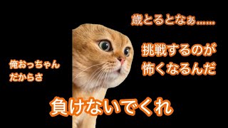 まだ小さな個人勢VTuberの日常 #猫ミーム #猫マニ