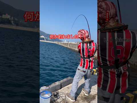 熱海 釣り🎣石垣鯛だ!!#熱海#釣り#japan#fishing#海釣り#海#ダンゴ釣り#黒鯛#クロダイ#メジナ#猫動画 #石垣鯛