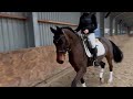 حصان الفروسية Talentvol dressuur paard van Carlton Hill VDL
