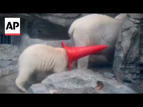 Polar bear cub in Japan goes viral for his love of traffic cones